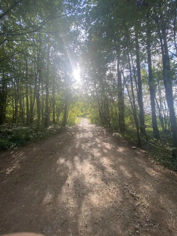 Ein breiter, unbefestigter Waldweg führt geradeaus durch einen dichten Wald. Sonnenlicht bricht durch das grüne Blätterdach der Bäume und wirft Schatten auf den Boden. (KI-generierte Bildbeschreibung)